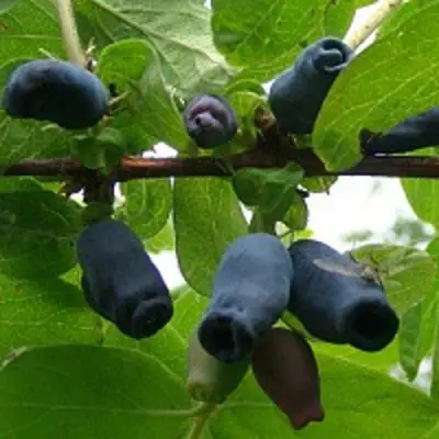 Жимолость съедобная НАРЫМСКАЯ в Речице