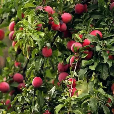 Слива КЛЕОПАТРА в Речице