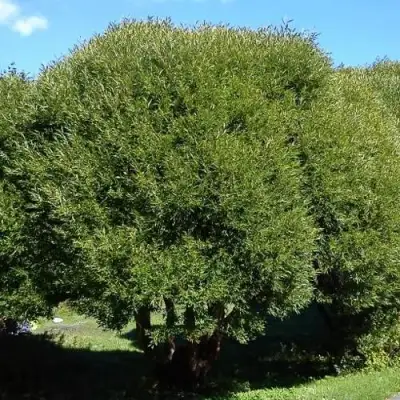 Ива ломкая  в Речице