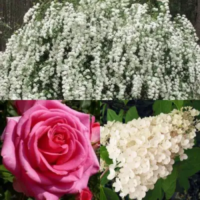 Комплект ВЕЧНАЯ КЛАССИКА в Речице