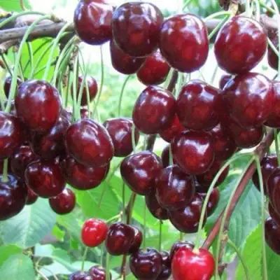 Черешня ОВСТУЖЕНКА в Речице