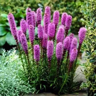 Лиатрис РОЗЕА колосковая в Речице