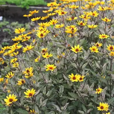 Гелиопсис САММЕР ПИНК в Речице