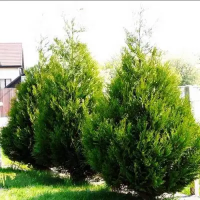 Туя АТРОВИРЕНС складчатая в Речице