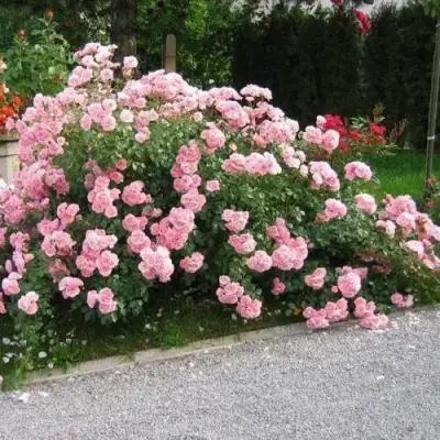 Роза БОНИКА флорибунда в Речице