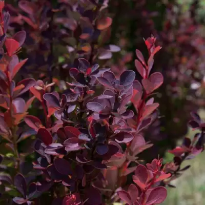 Барбарис ХЕЛМОНД ПИЛЛАР тунберга в Речице