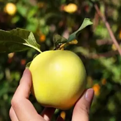 Яблоня РОССИЯНКА в Речице