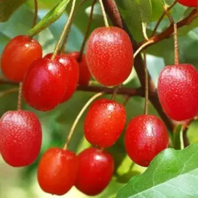 Гуми ТАИСА (ЛОХ МНОГОЦВЕТКОВЫЙ) в Речице