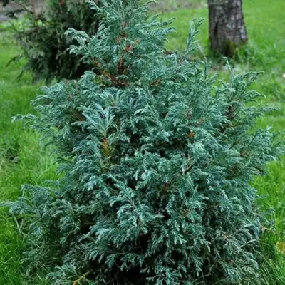 Кипарисовик БЕБИ БЛЮ горохоплодный в Речице