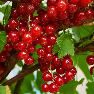 Смородина красная НАТАЛИ в Речице