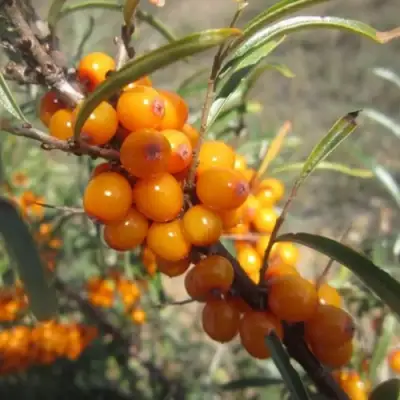 Облепиха СУДАРУШКА в Речице