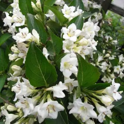 Вейгела БРИСТОЛЬСКАЯ СНЕЖИНКА в Речице