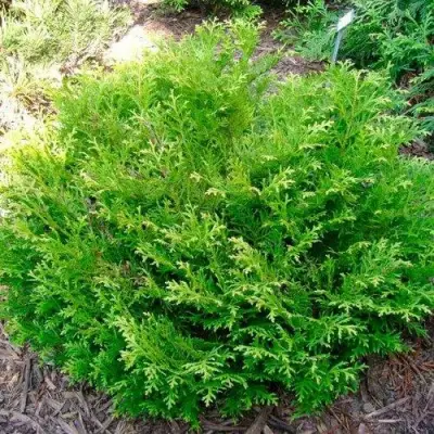 Туевик НАНА долотовидный  в Речице