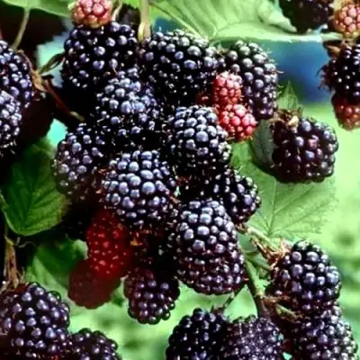 Ежевика ЭВЕРГРИН бесшипная  в Речице