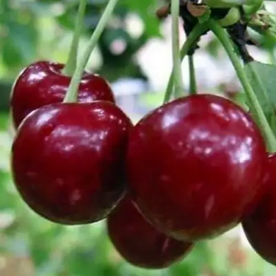 Вишня ГРИОТ БЕЛОРУССКИЙ в Речице