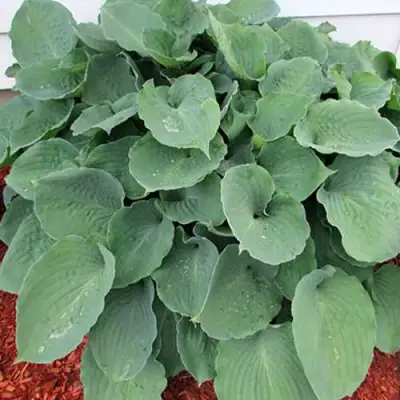 Хоста МУНЛАЙТ СОНАТА гибридная в Речице