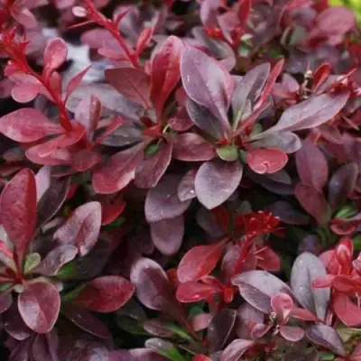 Барбарис АТРОПУРПУРЕА НАНА тунберга в Речице