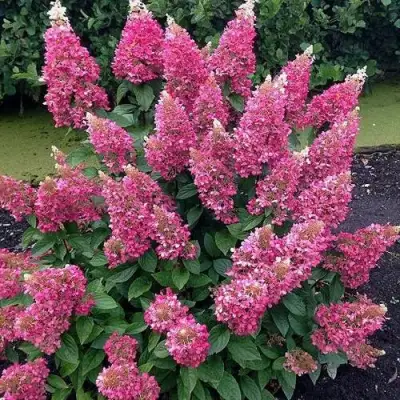 Гортензия МЕГА МИНДИ метельчатая в Речице