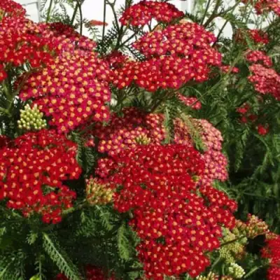 Тысячелистник ПАПРИКА обыкновенный в Речице