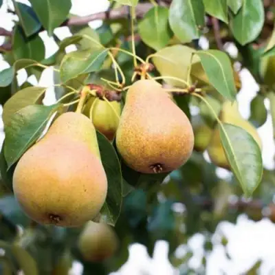 Груша ВЫСТАВОЧНАЯ в Речице