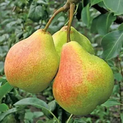 Груша ПАМЯТЬ ЯКОВЛЕВА в Речице