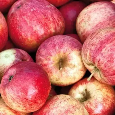 Яблоня ШТРИФЕЛЬ в Речице