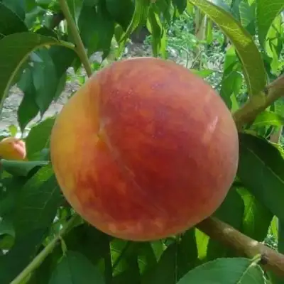 Персик ВАЙН ГОЛД Т3 в Речице