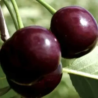 Дюк КСЕНИЯ (ЧЕРЕВИШНЯ) в Речице