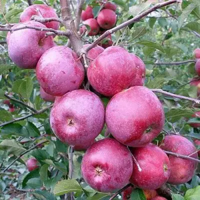 Яблоня ФЛОРИНА в Речице