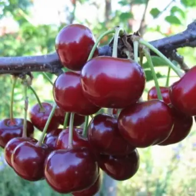 Вишня НОРД СТАР в Речице