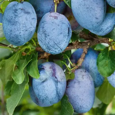 Слива ОДА в Речице