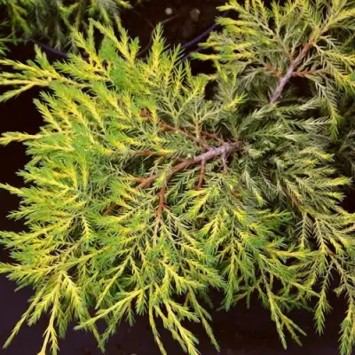 Можжевельник КИНГ ОФ СПРИНГ средний в Речице