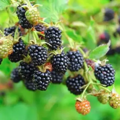 Ежевика АПАЧИ бесшипная  в Речице