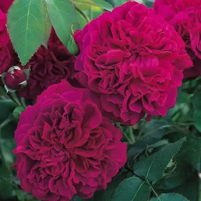 Роза ВИЛЬЯМ ШЕКСПИР английская в Речице