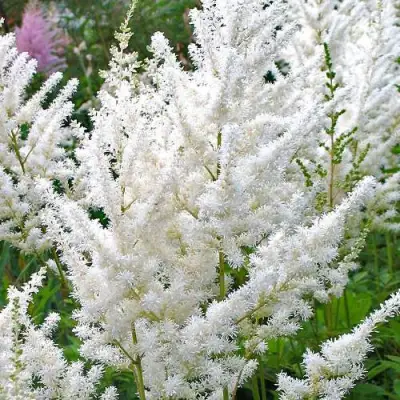 Астильба ДИАМАНТ Арендса в Речице