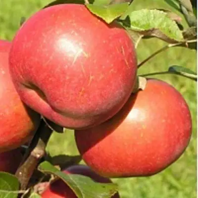Яблоня РЕДКРАФТ в Речице