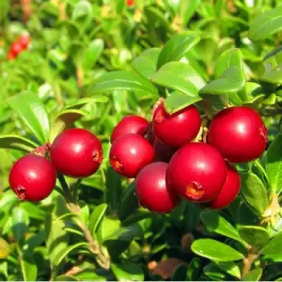 Брусника садовая РЕД ПЕРЛ в Речице