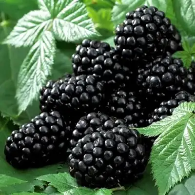 Ежевика БЛЭК БЬЮТИ в Речице