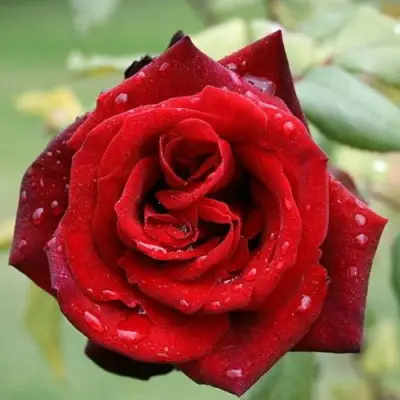 Роза ТАБУ чайно-гибридная в Речице