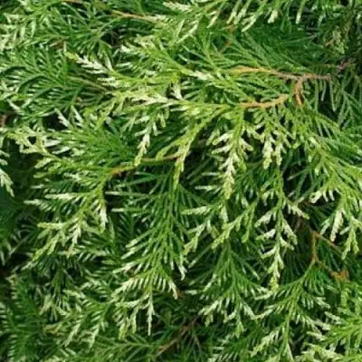 Туя СМАРАГД ВАРИЕГАТА западная в Речице