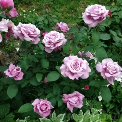 Роза ШАРЛЬ ДЕ ГОЛЛЬ чайно-гибридная в Речице