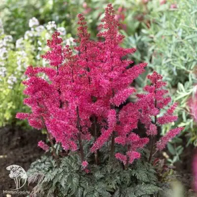 Астильба МУЛЕН РУЖ курчавая в Речице
