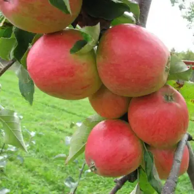 Яблоня ПИККОЛО в Речице
