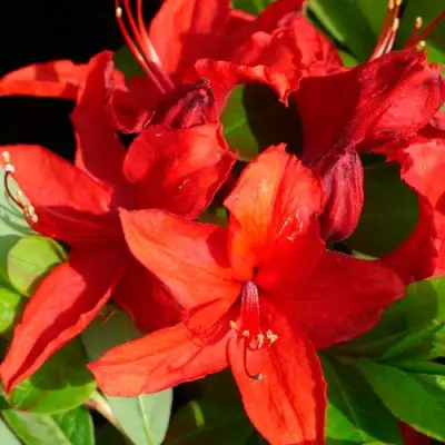 Азалия НАБУКО листопадная в Речице