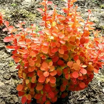 Барбарис ОРАНЖ ФАЙЕР тунберга в Речице