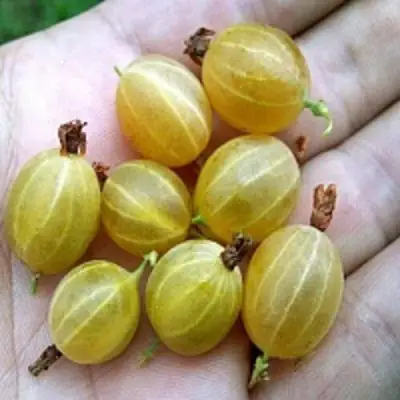 Крыжовник ЯРОВОЙ в Речице