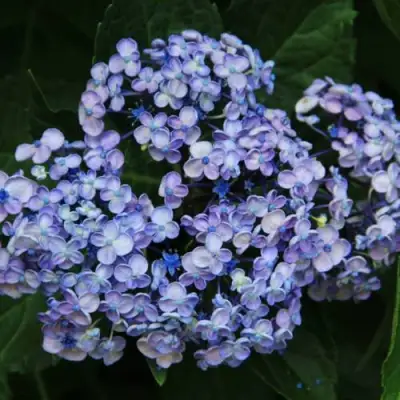 Гортензия АИША крупнолистная  в Речице