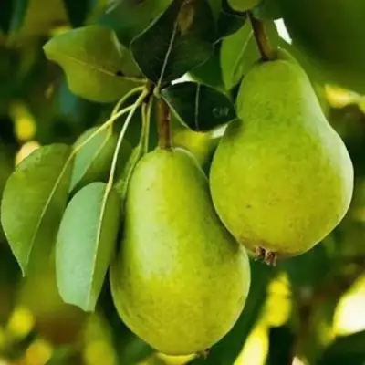 Груша СЕВЕРЯНКА колонновидная в Речице