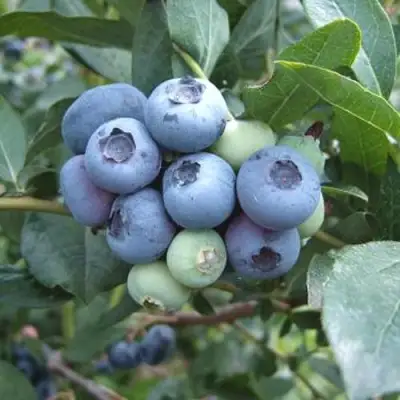 Голубика БЛЮЭТТА в Речице