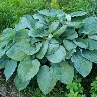 Хоста ЭЛЕГАНС Зибольда в Речице